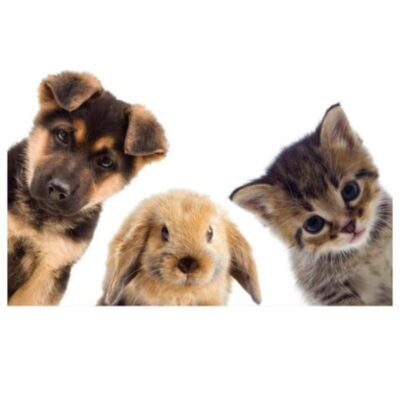 Curious Cute Animals Dog Rabbit and Cat Printed on Canvas - Image 2