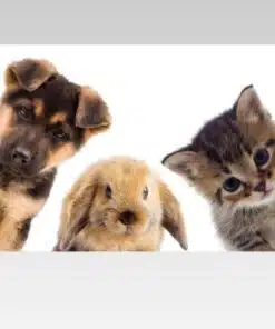Cute Animals Dog Rabbit Cat 3