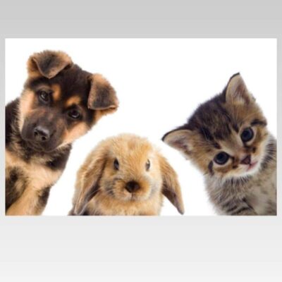 Curious Cute Animals Dog Rabbit and Cat Printed on Canvas - Image 3
