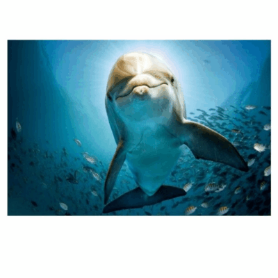 Seascape Artwork With Dolphins Printed on Canvas - Image 5