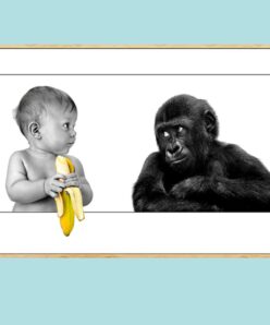 Ape Watching Baby Holding a Banana 2