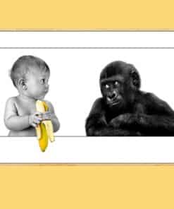 Ape Watching Baby Holding a Banana 3