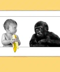 Ape Watching Baby Holding a Banana 3