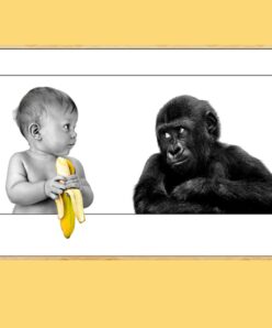 Ape Watching Baby Holding a Banana 3