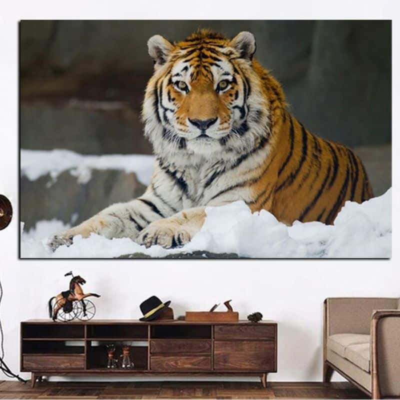 Tiger Laing in Snow Picture Printed on Canvas