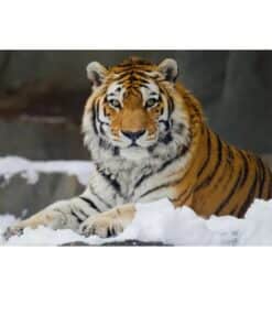 Tiger Lying in Snow 1
