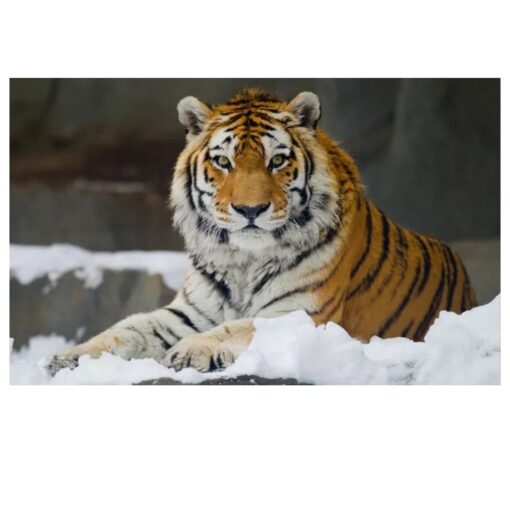 Tiger Lying in Snow 1