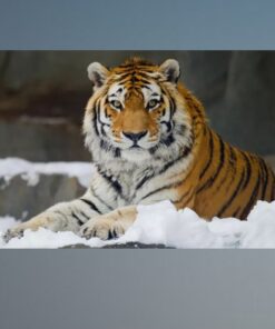 Tiger Lying in Snow 2
