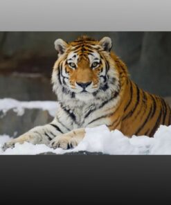 Tiger Lying in Snow 3