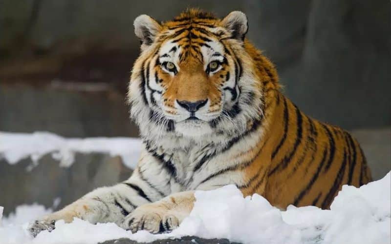 Tiger lying in snow