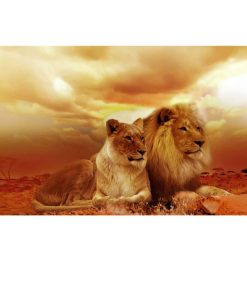 Lion and a Lioness Enjoying the View