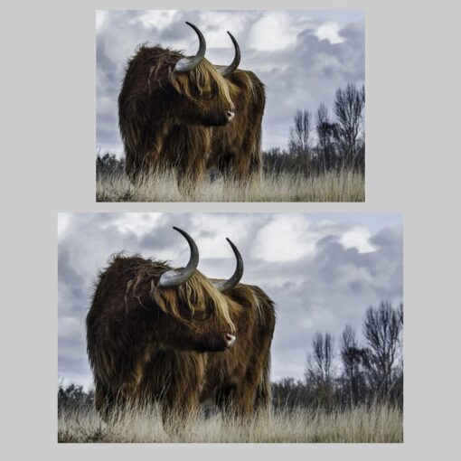 Highland Cow