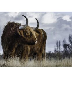 Highland Cow Picture 1