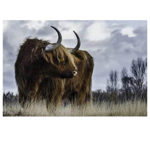 Highland Cow Picture 1