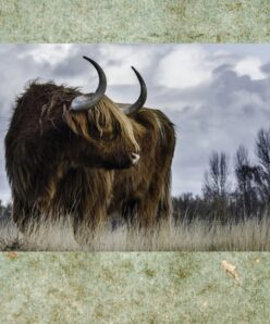 Highland Cow Picture 2