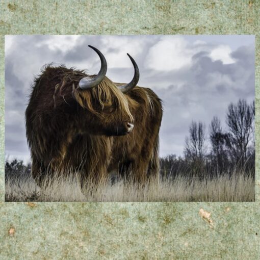 Highland Cow Picture 2