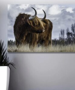 Highland Cow Picture Printed on Canvas