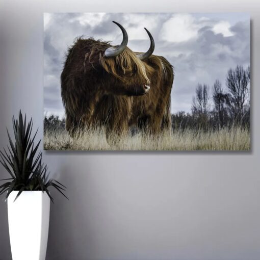 Highland Cow Picture Printed on Canvas