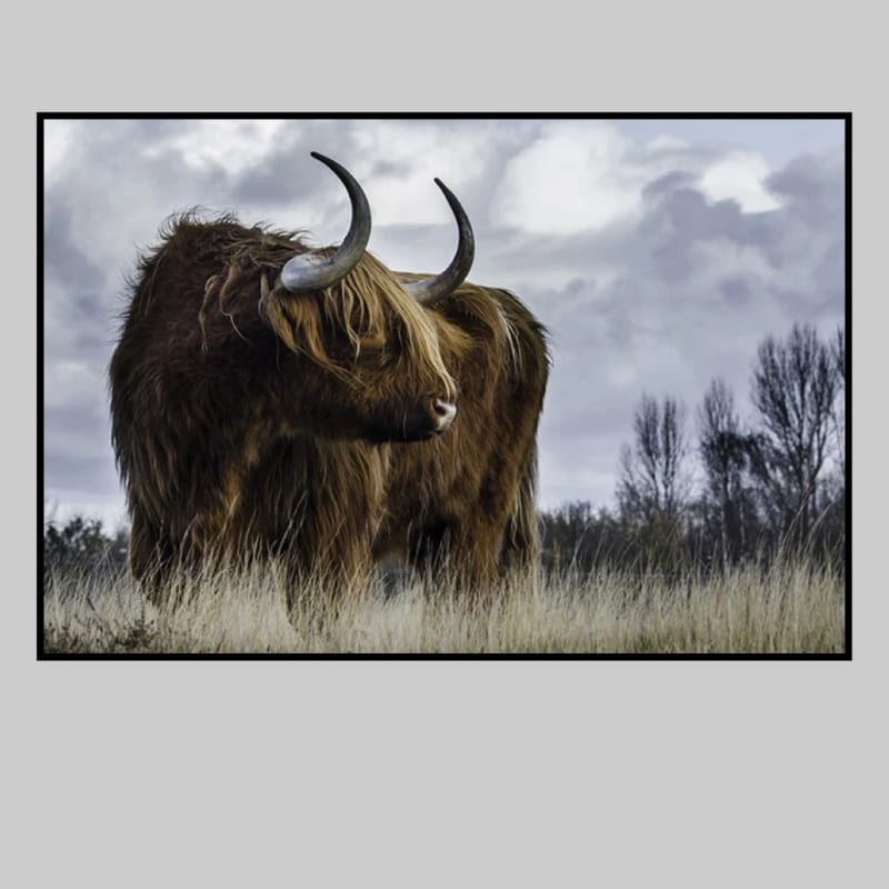 Highland Cow Picture Printed on Canvas