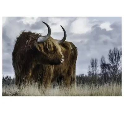 Highland Cow Picture
