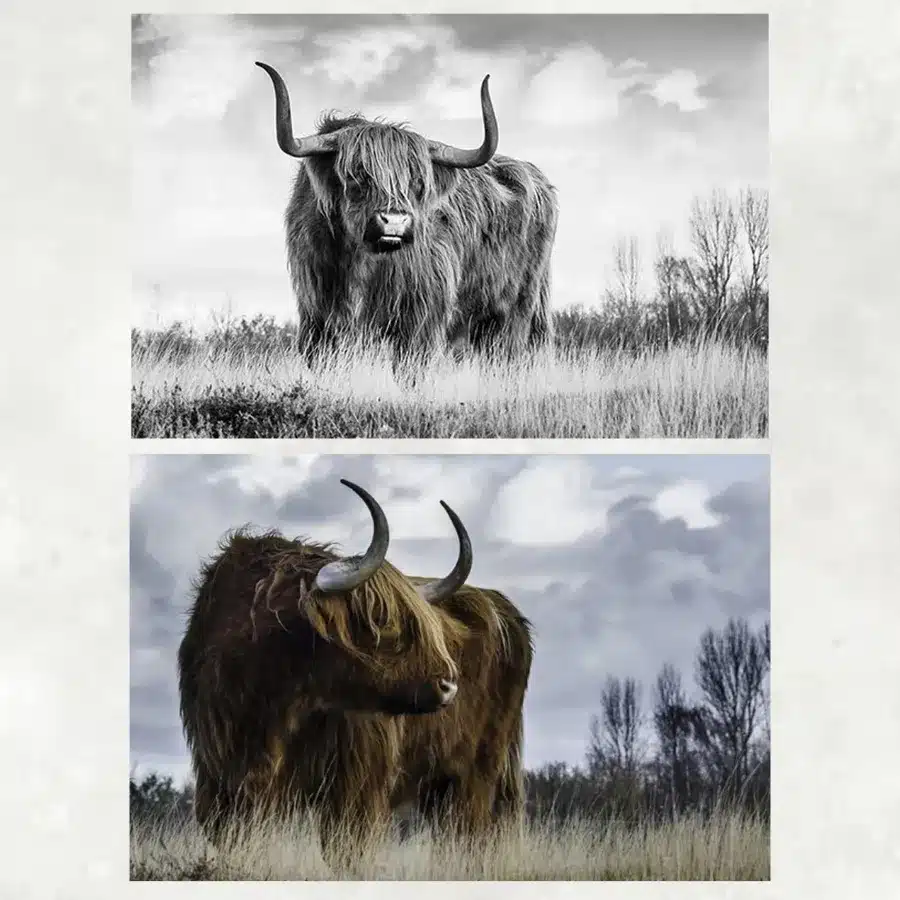 Highland Cow Picture Printed on Canvas