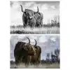 Highland Cow Picture Printed on Canvas