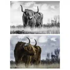 Highland Cow Picture Printed on Canvas